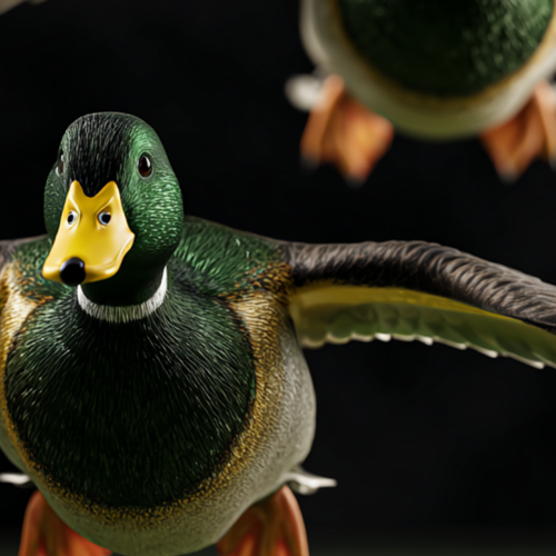 Sco Ducks
